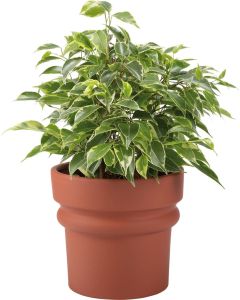 Vox Flowerpot Cover QOS Ceramics